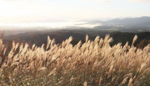 ススキの穂 金色の輝き　真庭・蒜山高原で見頃