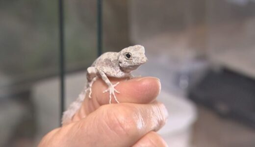 「生き物の生死に関わる」イグアナ…ヤモリ…約1000匹管理　電気代高騰も節電できず