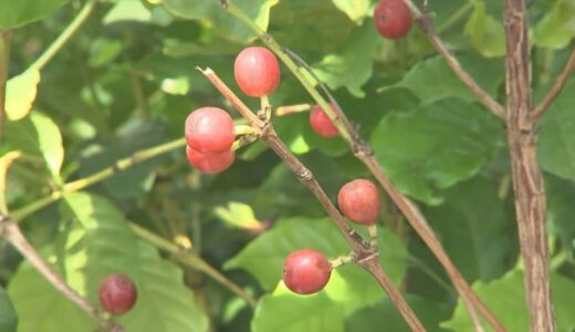 「絶対皆さんが無理だって言われていたんですが…」鳥取県でコーヒーの木２万本栽培！？…作られるのは…お茶！？