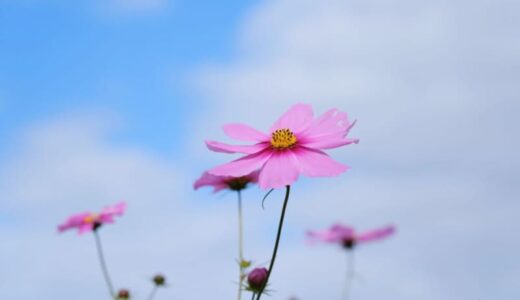 ベンチに座ってゆっくり鑑賞できる清元院のコスモス畑は今が見頃です！｜琴浦町　