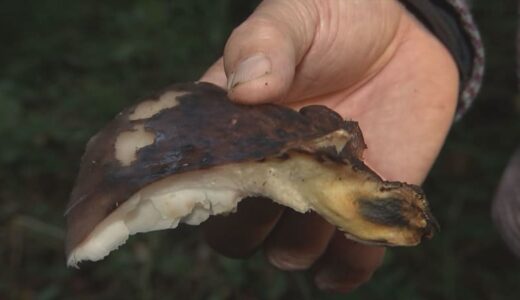 間違って食べてしまう毒キノコNo.1「ツキヨタケ」で食中毒発生　見分けるポイントは黒いシミ　島根県「素人が見分けるのは難しい」