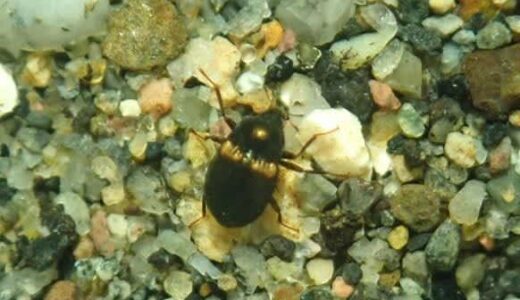 希少な水生昆虫が「山田緑地」で63年ぶりに再発見　NPO法人北九州・魚部【北九州市小倉北区】