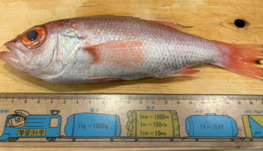超破格！地元ならではの海の恵み「ノドグロのお煮つけ」レシピ