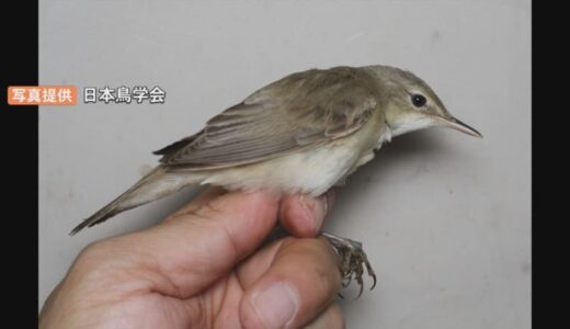 珍鳥「ヨーロッパヨシキリ」日本国内で初確認　アフリカで越冬するはずが、なぜか鳥取に