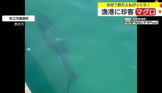 松江市の港に珍客　その正体は！？（島根・松江市）　