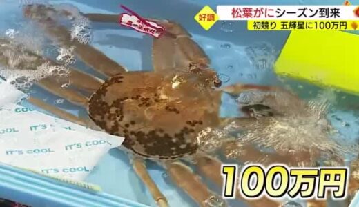 冬の味覚の王者「松葉がに」のシーズン到来！初競りで「五輝星」１００万円に（鳥取市）
