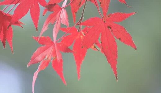 【紅葉シリーズ】森林公園は黄金色に…　ミシュラングルメも【岡山・鏡野町】　