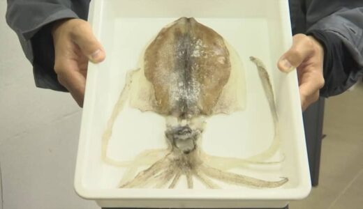 足が11本ある「イカ」釣れる　「一夜干しを作ろうとしたら 腕が11本あった」