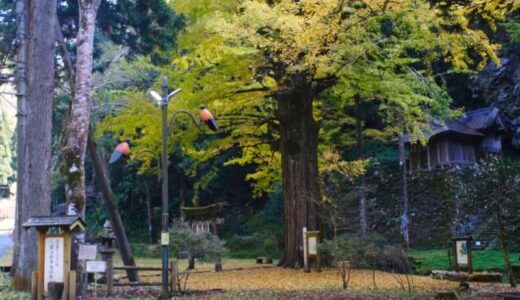 鳥取市青谷町「子守神社」のイチョウが見頃を迎えました！（11月10日撮影）