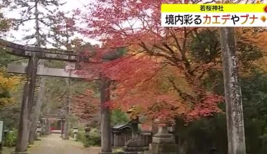 【天気コーナー】紅葉に染まる若桜神社　境内に色鮮やかな落ち葉のじゅうたん（鳥取・若桜町）