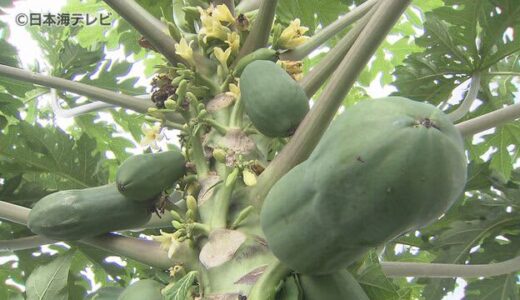 青パパイアを高校生が販売　鳥取県倉吉市　耕作放棄地対策として５年前から栽培