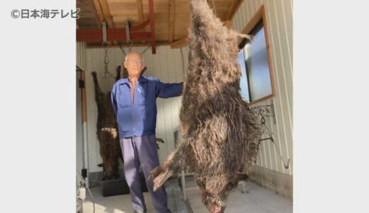 話題の２００キロ巨大猪の肉　遂に販売開始　初日は午前中に完売　鳥取県江府町