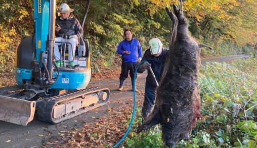 「もののけ姫」に出てた！？巨大イノシシの異例な捕獲劇　約200キロの肉の行方は…「頂いた命は廃棄したくない」