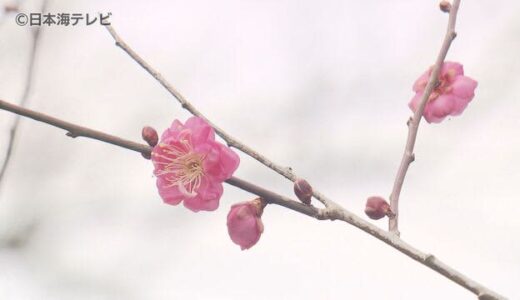 早くも“梅の花”２月中旬頃には満開見込み　鳥取県米子市