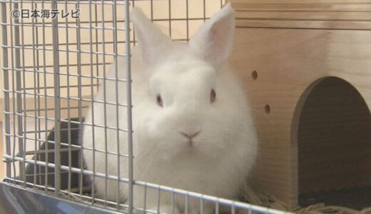 名前は募集中“２代目”ウサギ駅長が就任　鳥取県鳥取市