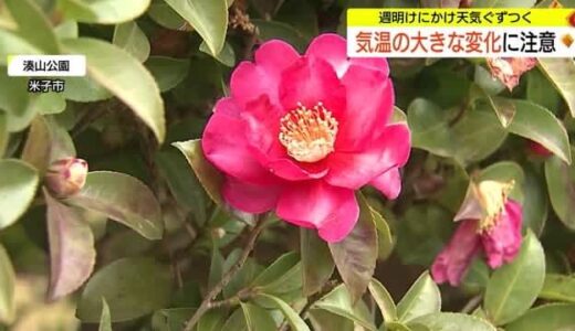 天気がぐずつくも１４日まで季節外れの暖かさ　椿の花が冬の公園に彩り　２０日以降真冬の寒さに