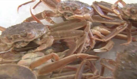 松葉がにの水揚げ　昨シーズンに比べ若干減少　平均単価も約１割低下　鳥取県