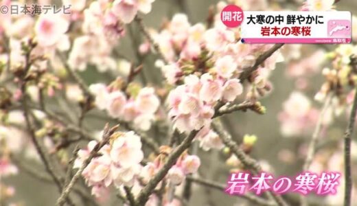 樹齢およそ６０年“寒桜”が見ごろ　鳥取県鳥取市
