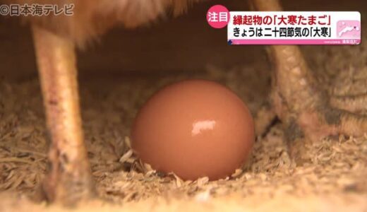 １月２０日に出荷される縁起物　大寒たまご　品質も良いとされるワケは？　鳥取県