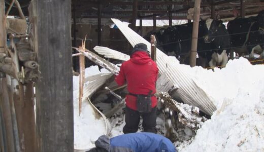 【最強寒波】雪の重みで牛舎倒壊　ウシ３頭が下敷きに　酪農家悲痛