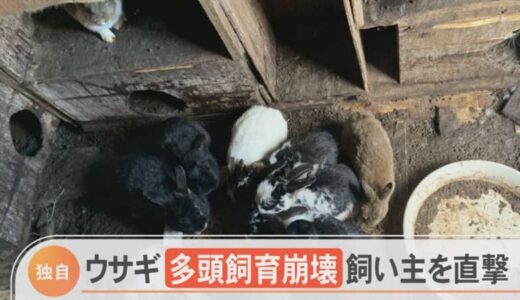 「一畳くらいの中で約20匹がひしめき合っていた」ウサギ多頭飼育崩壊　約50匹の死がいも　飼い主を直撃すると…【独自】