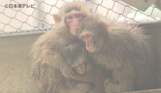 公園で連日の『サル団子』　寒さのあまり…　鳥取県米子市湊山公園　