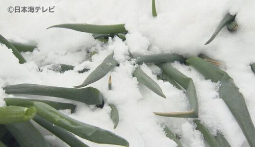 【大雪被害】収穫間近の白ネギに大きな被害　鳥取県米子市　鳥取県などが現地視察