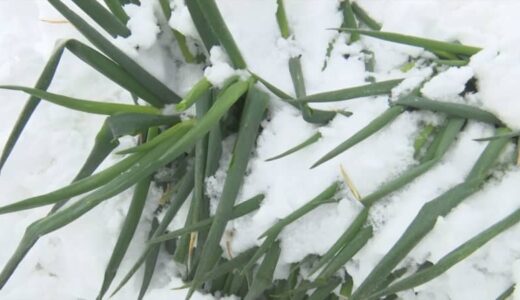 【大雪】農林業再建支援で1億円補正予算　鳥取県