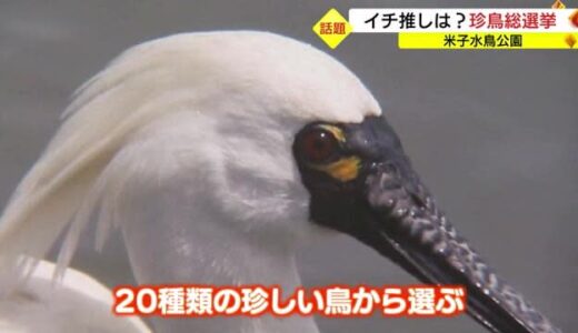 レアでお気に入りの「珍鳥」は？渡り鳥の憩いの場・米子水鳥公園でユニーク総選挙(鳥取県）　