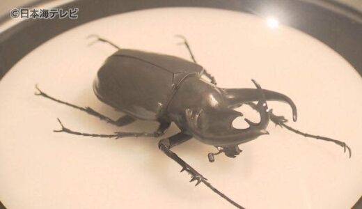 本物そっくり！金属を使った昆虫達の企画展　「生きているみたい」昆虫やカニなど１６点を展示　鳥取県米子市