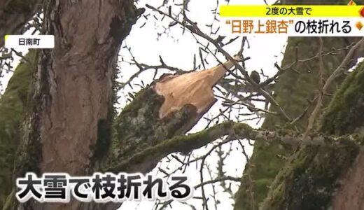 ＳＮＳ映えの日野上大イチョウ　大雪で枝折れ被害（鳥取・日南町）