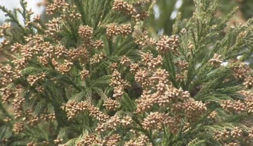 過去10年で最大クラスの花粉襲来へ　新型コロナ対策のマスク着用の緩和が重なり医師が警鐘
