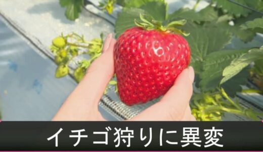 春の味覚「イチゴ」に異変　相次ぐ寒波で生育遅れ…「イチゴ狩り」開始２か月遅れる