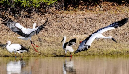 コウノトリ 松山に多数飛来　10羽以上、県内初確認　専門家「静かに見守って」
