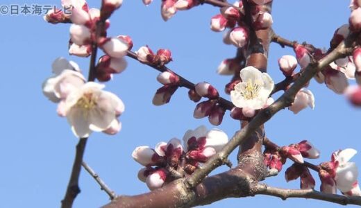 晴れてぽかぽか陽気　特産の「野花梅」開花　鳥取県湯梨浜町
