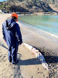 ダイオウイカ再び！全長2m、重さ50kg、味は「塩辛い」　兵庫・切浜海岸に流れ着く　日本海側で漂流、漂着相次ぐ