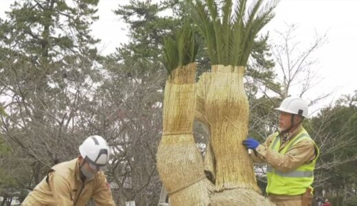 「大雪を耐え、例年と同じ姿に安心」　ソテツの「こも」外し　鳥取県米子市