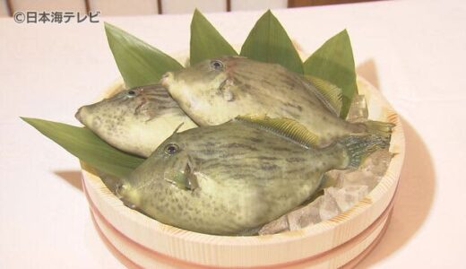 新たな魅力となるか！“ぽちゃかわハギ”　ＪＲ西日本が行う陸上養殖の新たな取り組み　島根県