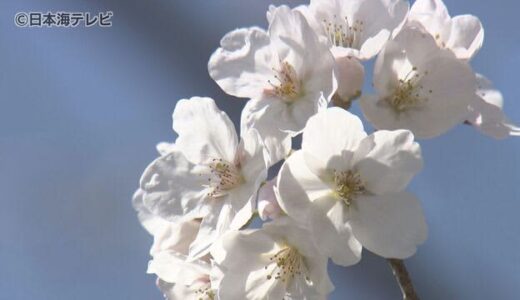 鳥取市で１９日桜開花　おととしと並び最速　２月からの暖かさで平年より１０日早く　来週には満開見込み　鳥取県