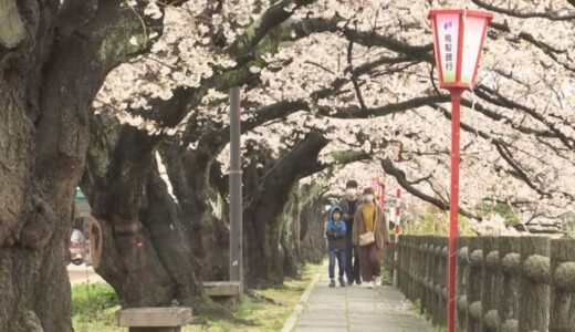サクラ満開の日曜…生憎の空模様