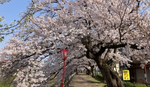 【鳥取】最新お花見情報！地元民による投稿写真でお届け桜マップ（3月27日版）