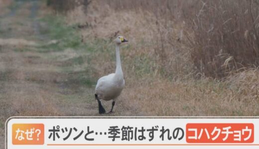 ケガで飛べなくなったコハクチョウ「吉田さん」　仲間の北帰行に合わせ、毎年徒歩での里帰り試みる