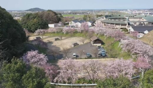 国内最大級「シダレザクラ」群生　満開に　鳥取県・倉吉市