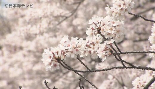桜吹雪　春風がそよぐ天候の中に美しく舞う　鳥取県鳥取市