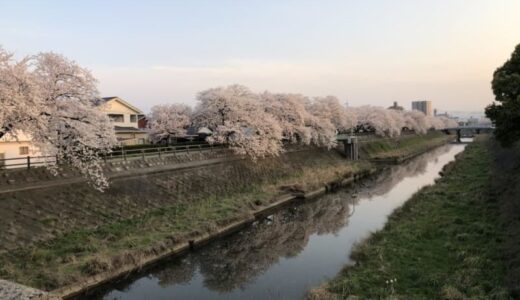 桜吹雪の景色に移り変わり…【鳥取】地元民による最新サクラ情報（4月3日版）