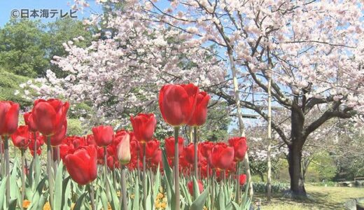 色とりどりのチューリップなどが楽しめる　スプリングフェステイバルが開催中　鳥取県南部町・とっとり花回廊