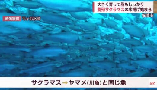 佐渡の荒海育ち　脂がのったサクラマス　水揚げ始まる【新潟】