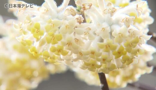 渓流にミツマタ　甘い香りの一面に黄色の花　鳥取県智頭町