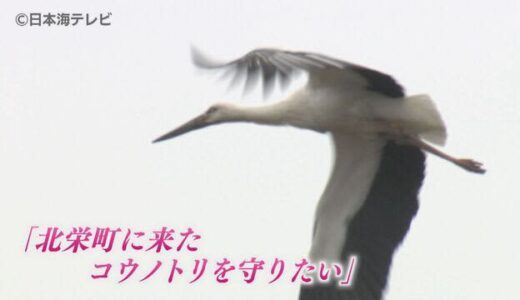 コウノトリの安全な巣作りを地域住民が支援　古い電柱再利用し人口巣塔づくり　鳥取県北栄町