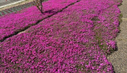 一面鮮やかなピンク色！東郷湖畔の公園で芝桜が見頃です｜鳥取県湯梨浜町